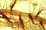10 – Corti ramuli con tetrasporocisti